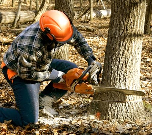 Tree Removal in Cordova, AL
